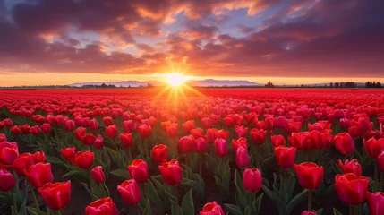 Poster Capture the vivid colors of sunlit tulip fields during golden hour, with the warm hues of sunset enhancing the beauty of this iconic springtime scene © Abdul