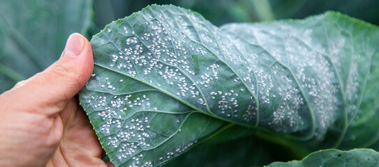 Whitefly is a pest on cabbage leaves in the garden. Selective focus. - obrazy, fototapety, plakaty