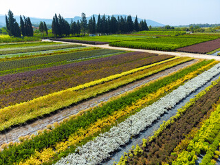 Aerial photography from a drone of fields with a variety of colors of plants. Flower farms. Private flower business. Cultivation of ornamental plants