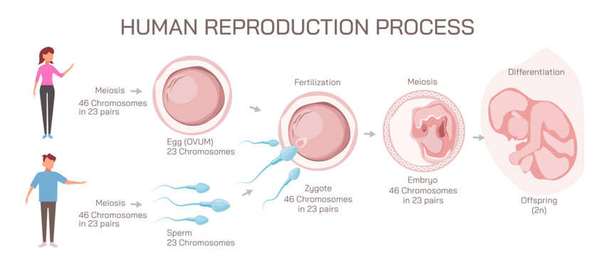 Ovulation, conception and implantation vector illustration. Anatomical diagram of fertilization and human reproductive process. Students learning and education study materials.