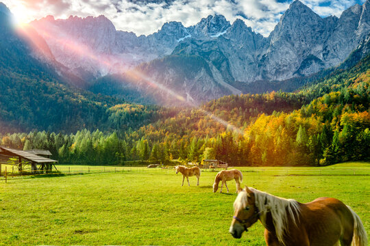 Paesaggio autunno con cavalli