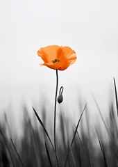 Fototapeten poppy flower in the morning minimalist © Lucas