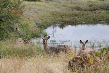 Wasserbock / Waterbuck / Kobus ellipsiprymnus..