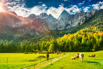 Paesaggio con escursionista e mucche