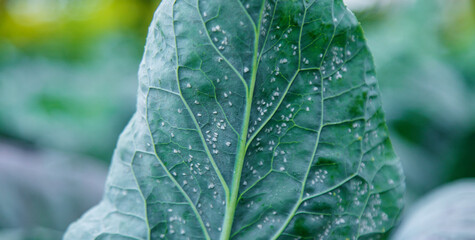 Whitefly is a pest on cabbage leaves in the garden. Selective focus.