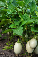 Harvest of white eggplants in the garden. Selective focus.