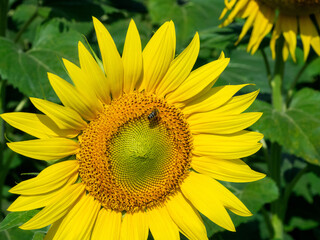 Primer plano de un girasol con una abeja.