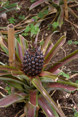 Pineapple plantation in a Greenhouse at Sao Miguel island of the Azores.. Portugal