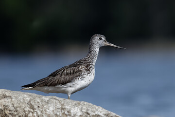 Greenshank