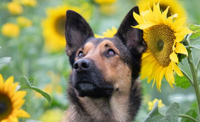  shepherd dog in sunflowers