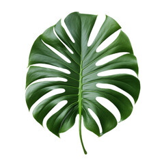 Naklejka premium Green Monstera leaf isolated on transparent and white background. Ideal for use in advertising. Generative ai