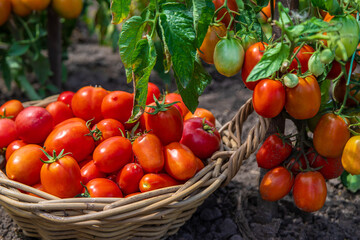 harvest of tomatoes in the garden. Selective focus.