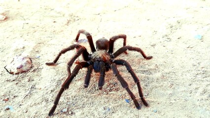 Tarantulas on the path