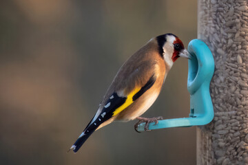 goldfinch on feeder
