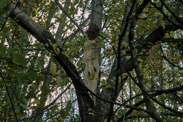 broken tree after a strong storm in nature