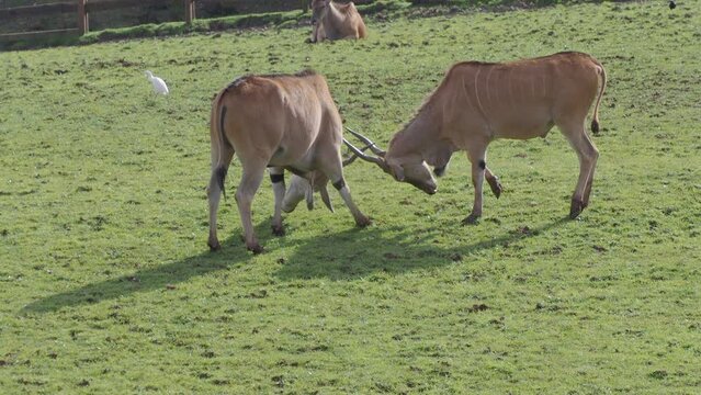 antilopes eland los antilopes mas grandes peleando