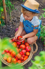 A child is harvesting tomatoes in the garden. Selective focus.