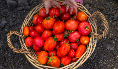 A child is harvesting tomatoes in the garden. Selective focus.