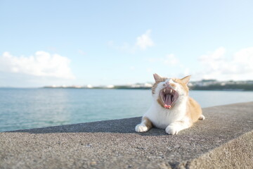 あくびをする野良ねこ