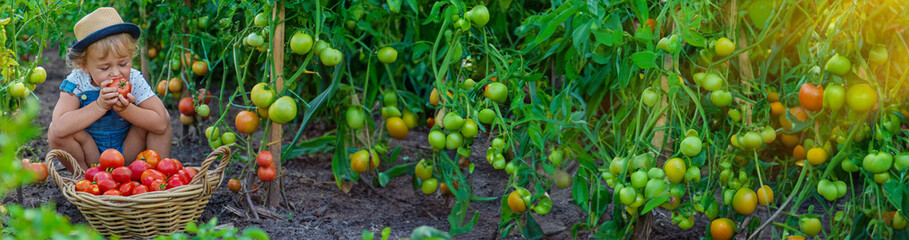 A child is harvesting tomatoes in the garden. Selective focus.