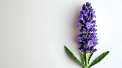AI generated illustration of a lavender on white table with two green leaves