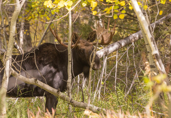 Bull Moose in Autumn in Grand Teton National Park Wyoming