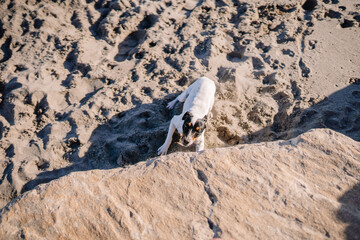 Sotogrante, Spain - January 25, 2024 - A black and white dog standing on a sandy beach looking up, with its shadow casting on the sand.