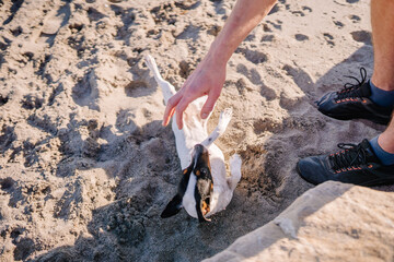 Sotogrante, Spain - January 25, 2024 - A playful dog on its back in the sand with a person's hand reaching towards it, and a pair of shoes visible.