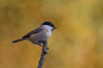 Marsh tit in autumn colors