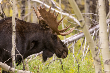 Bull Moose in Autumn in Grand Teton National Park Wyoming