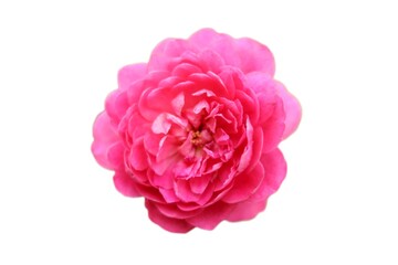 Obraz na płótnie Canvas pink rose on a white background