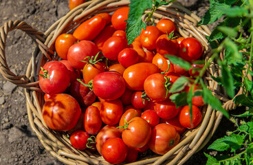 harvest of tomatoes in the garden. Selective focus.