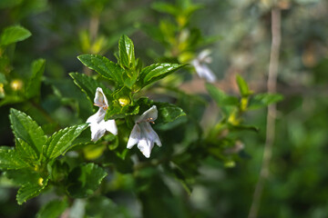 Close up of white flowers