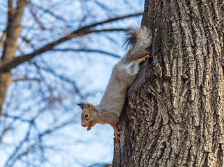 Squirrel sitting upside down on a tree trunk. The squirrel hangs upside down on a tree against colorful blurred background. Close-up.