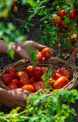 A farmer harvests tomatoes in the garden. Selective focus.