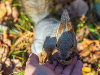 A squirrel in the autumn eats nuts from a human hand. Eurasian red squirrel, Sciurus vulgaris