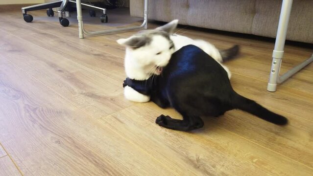 Two cats black oriental cat and white cat play and fight. 4K footage clip