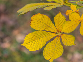 Yellow Horse chestnut leaves in autumn
