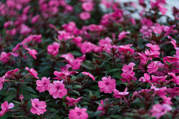 New Guinea Impatiens