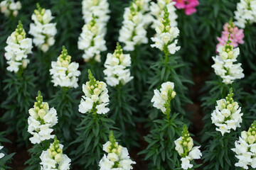 white snapdragon flowers in the garden