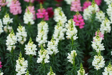 pink and white snapdragon flowers