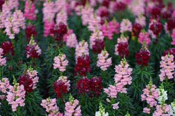field of pink snapdragon