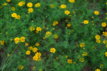 yellow daisy in the grass