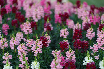 Snapdragon flowers in the garden