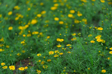 field of yellow daisy