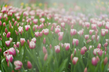 pink tulips in the garden