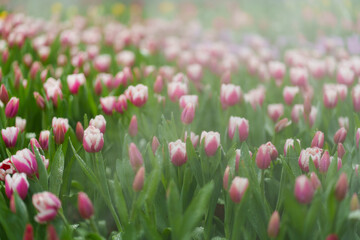 Pink tulips in a misty garden