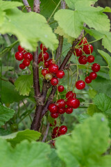 Blurred image of red currant berries on a branch against a background of greenery.