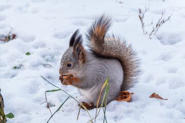 The squirrel in winter sits on white snow.