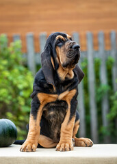 Close-up portrait of a black and tan bloodhound puppy posing while sitting on a table outdoors in the summer season